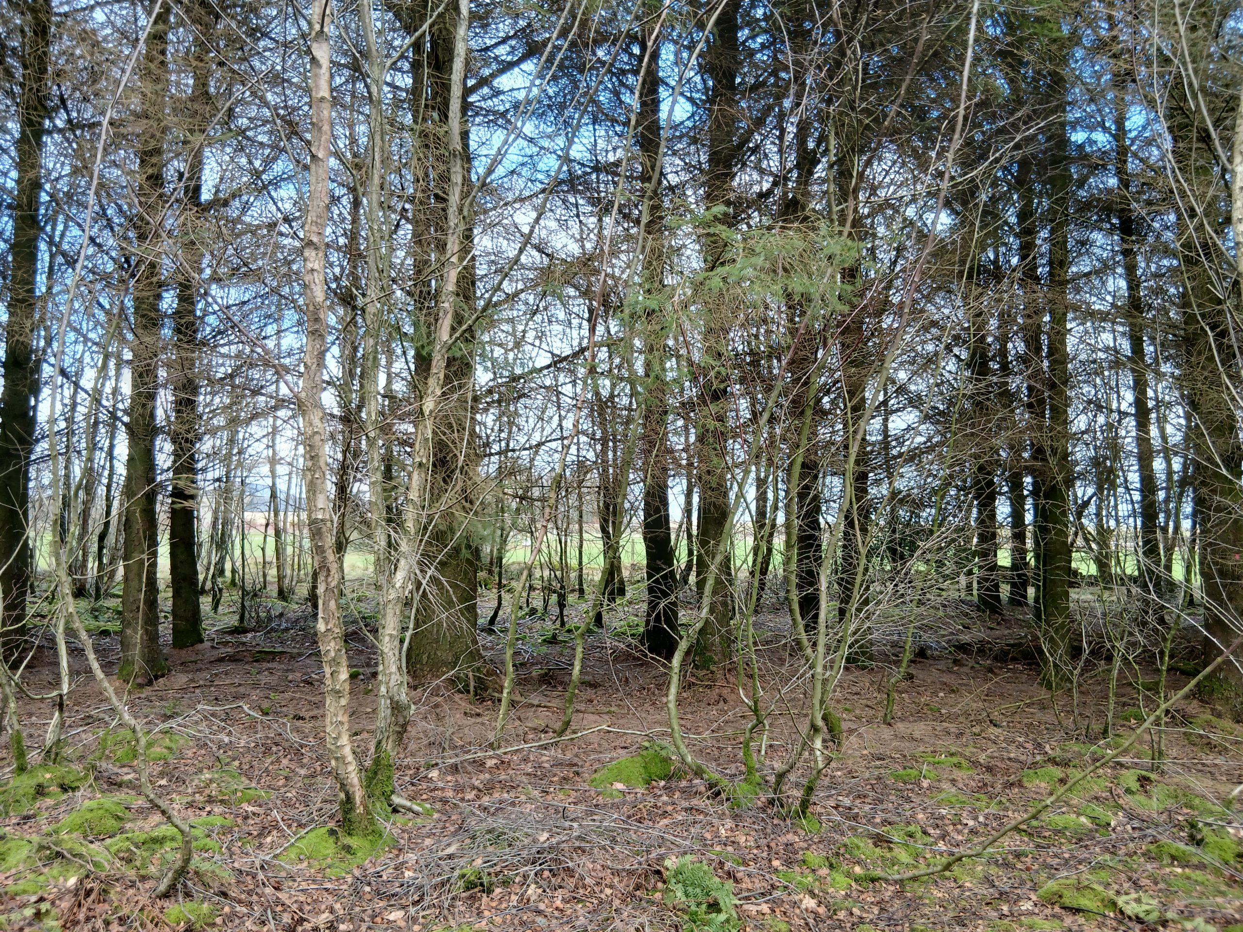 The wonderful trees at Sutton Bank National Park.